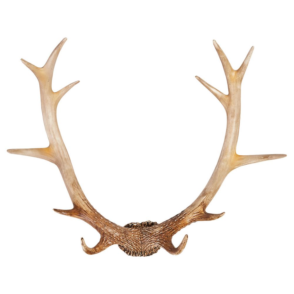Wanddeko Hirsch-Geweih Rustikal | Vintage | 54 x 40 x 14 cm - Hansmeier