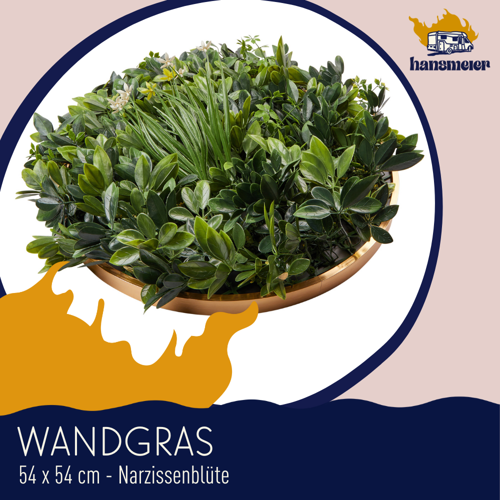 Wandgras Narzissen gerahmt | Pflanzenwand | 54 x 54 cm - Hansmeier